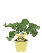 Brassica oleracea (Flower Sprout) 12cm Pot - Organically Grown image