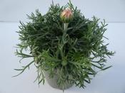 Rhodanthemum hosmariense (Moroccan Daisy) 13cm Pot image
