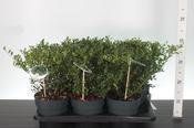 Ilex crenata 'Luxus Hedge' (Japanese Holly) 2L Pot image
