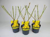 Forsythia x intermedia 'Lynwood' 14cm image
