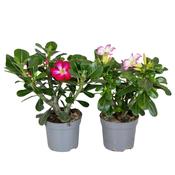Adenium obesum (Desert Rose) Mix in 12cm/13cm Pot, Height 25cm image