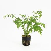 Ceratopteris cornuta (Water Sprite) 5cm Pot image