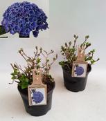 Hydrangea macrophylla Hovaria 'Hopcorn Blue' 19cm Pot image