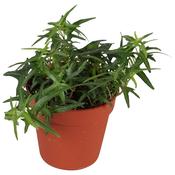 Hedera helix 'Sagittifolia' (Ivy) 9cm Pot image