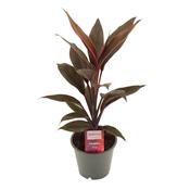 Cordyline fruticosa 'Tango' 12cm Pot, Height 40cm image