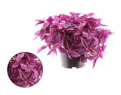 Tradescantia 'Pink Paradise' 14cm Pot