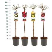 Rosa 'Exclusive Mix' Roses in 24cm Pot, 90cm Stem