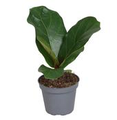 Ficus lyrata (Fiddle Leaf Fig) in 6cm Pot image