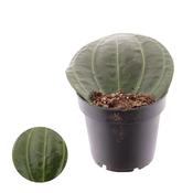 Hoya latifolia 12cm Pot image