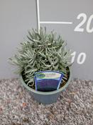 Lavandula angustifolia 'Hidcote' (English Lavender) 12cm/13cm Pot image