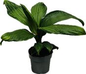 Carludovica 'Jungle Drum' 14cm Pot image