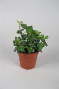 Hedera helix 'Wonder' (Ivy) 9cm Pot