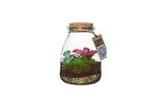 Decorum Terrarium Arrangement in 9cm Glass Pot, Height 15cm, 1 Plant image