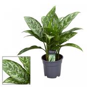 Aglaonema 'Green Lady' (Chinese Evergreen) 17cm Pot image
