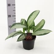 Aglaonema 'Silver Blue' (Chinese Evergreen) 12cm Pot image