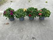 Alstroemeria (Peruvian Lily) Mix 19cm Pot image