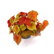 Begonia rex 'Amber Love' 12cm Pot image