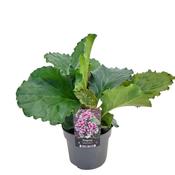Bergenia 'Ripple Effect' 17cm Pot image