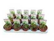 Lamprocapnos / Dicentra spectabilis 'Alba' (White Bleeding Heart) 10.5cm Pot image
