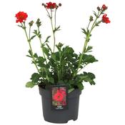 Geum 'Scarlet Tempest' 17cm Pot image