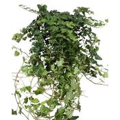 Hedera helix 'Wonder' (Ivy) 13cm Pot, 100cm Trails image
