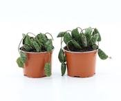 Hoya imbricata 12cm Pot image