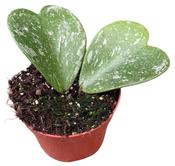 Hoya kerrii 'Splash' (Variegated) 10.5cm Pot image