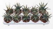 Leuchtenbergia principis (Agave Cactus) 10.5cm Pot image