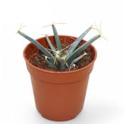 Leuchtenbergia principis (Agave Cactus) 5.5cm Pot image