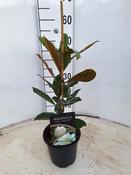 Magnolia grandiflora 'Little Gem' 17cm Pot, Height 70cm image