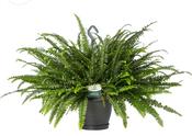 Nephrolepis exaltata 'Green Lady' (Boston Fern) in 20cm Hanging Pot image