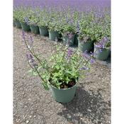 Nepeta 'Walker's Low' (Catmint) 17cm Pot image