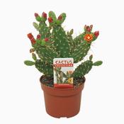 Opuntia quitensis 10.5cm Pot image