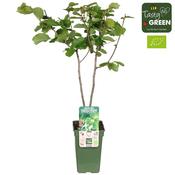 Corylus avellana 'Red Zellernut' (Hazelnut) 3L Pot image