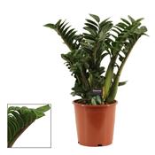 Zamioculcas zamiifolia 'Zenzi' in 21cm Pot, Height 60cm image
