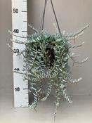 Senecio halianus (String of Blue Beans) in 14cm Hanging Pot image