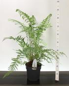 Dicksonia antarctica (Tree Fern) 5 Litre Pot image