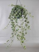 Hedera helix 'Mona Lisa' (Ivy) in 19cm Hanging Pot image
