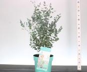 Eucalyptus gunnii 'Azura' (Dwarf Cider Gum) 6.5L Pot image