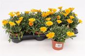 Gazania rigens 'Orange Jupiter' 10.5cm Pot image