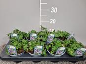 Geranium x cantabrigiense 'Karmina' (Cranesbill) 13cm Pot image