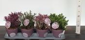 Hebe 'Hey Beauty' Mix 13cm Pot image