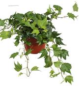 Hedera helix 'Green Ripple' (Ivy) 13cm Pot, 30cm Trails image