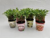 Hydrangea paniculata (Panicle Hydrangea) Mix 12cm Pot image