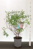 Kolkwitzia amabilis (Beauty Bush) 6.5L Pot image