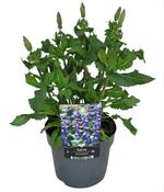 Salvia nemorosa 'Blue Marvel' 13cm Pot image