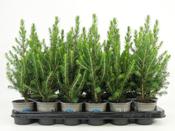 Picea glauca 'Conica' (Dwarf Alberta Spruce) in 9cm Pot image