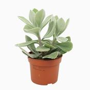 Senecio / Caputia medley-woodii 10.5cm Pot image