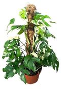 Rhaphidophora tetrasperma 'Variegata' (Philodendron minima) in 17cm Pot image