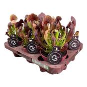 Sarracenia x catesbaei (Catesby's Pitcher Plant) 12cm Pot image